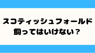 スコティッシュフォールドは飼ってはいけない?後悔する前に知るべき5つの理由 スコティッシュフォールド 飼ってはいけない