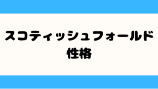 スコティッシュフォールドの性格|後悔する前に知るべき3つの注意点と魅力 スコティッシュフォールド 性格