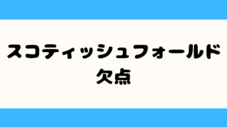 スコティッシュフォールドの欠点7選|後悔する前に知るべき病気と魅力 スコティッシュフォールド 欠点