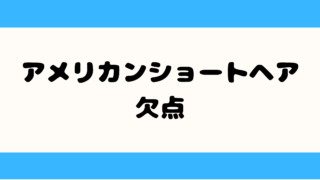 アメリカンショートヘアの意外な欠点|ツンデレすぎて疲れる飼い主続出 アメリカンショートヘア 欠点