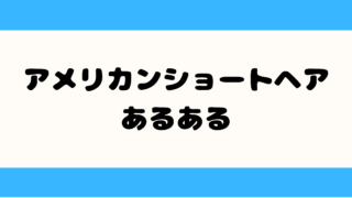 アメリカンショートヘア あるある